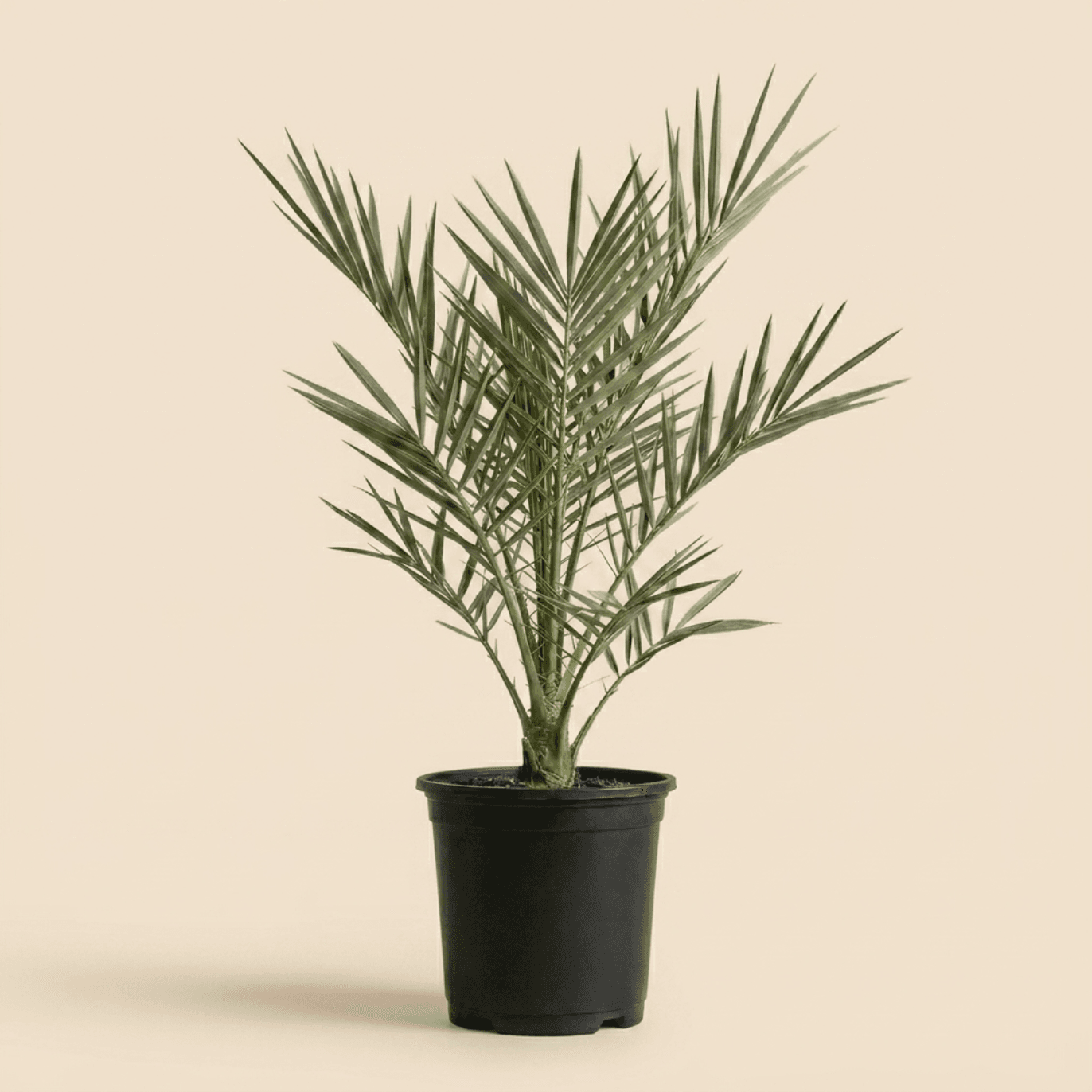 Seeded growth selections
